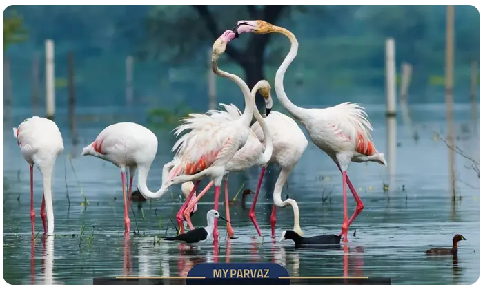 Maldives Wildlife and Birdwatching